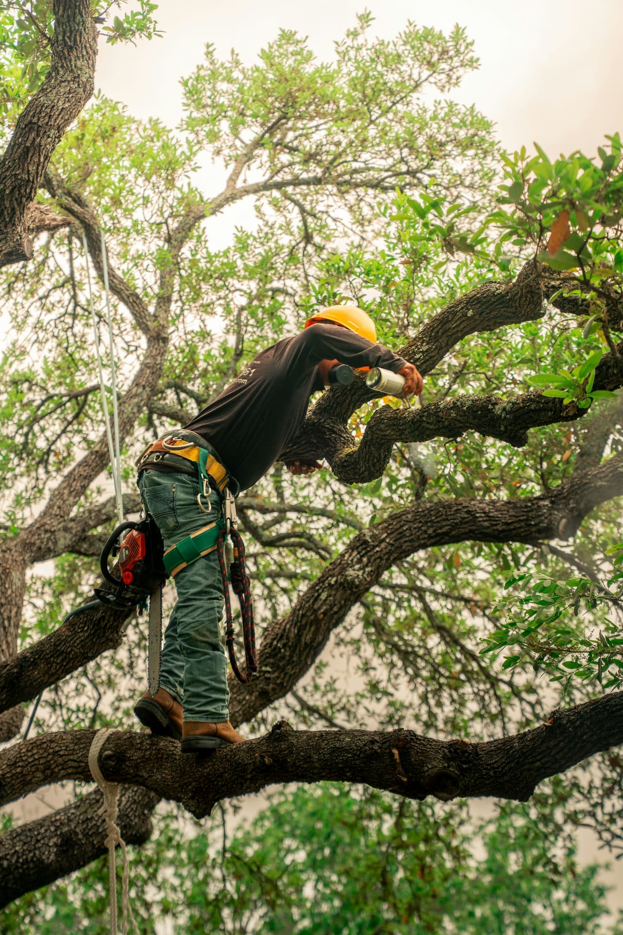 Certified arborist pruning a mature live oak canopy in Dallas, TX